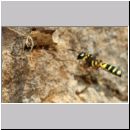 Cerceris arenaria - Grabwespe w11d 12mm Nestanflug mit Ruesselkaefer.jpg